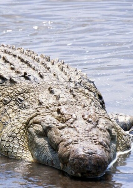 Nile Crocodile