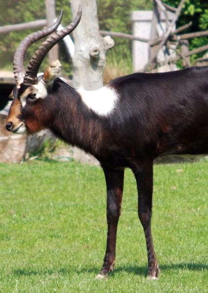Nile lechwe