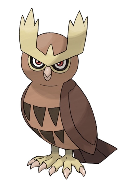 Noctowl photo