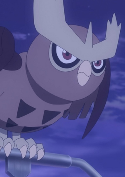 Noctowl photo