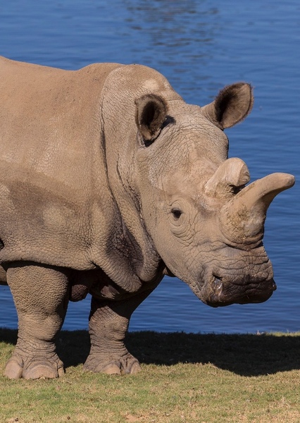Nola the Rhinoceros