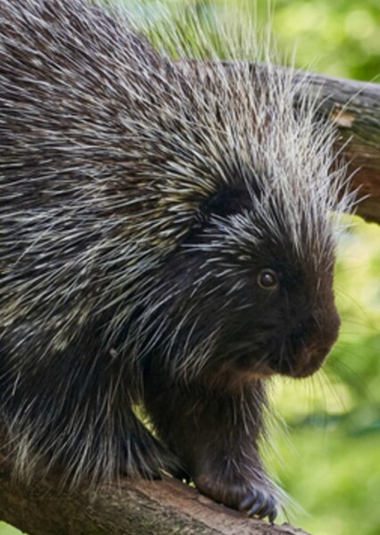 North American Porcupine photo
