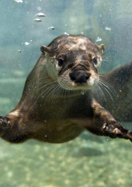 North American River Otter