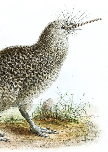 North Island Little Spotted Kiwi