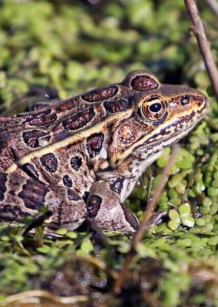 Northern Leopard Frog