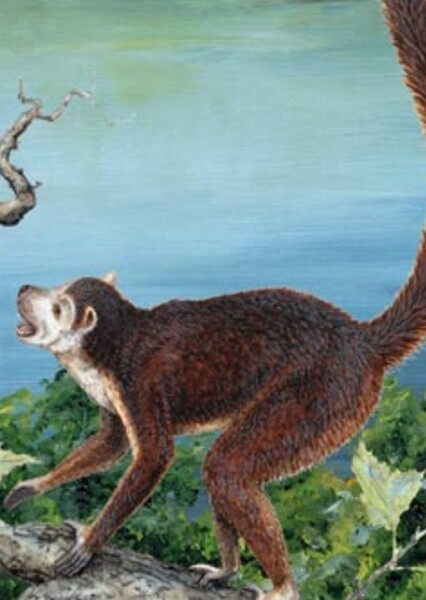 Notharctus