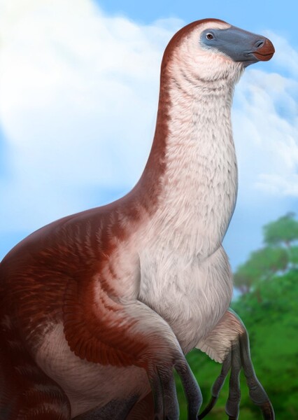 Nothronychus photo
