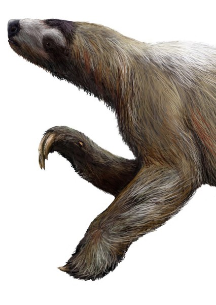 Nothrotheriops photo