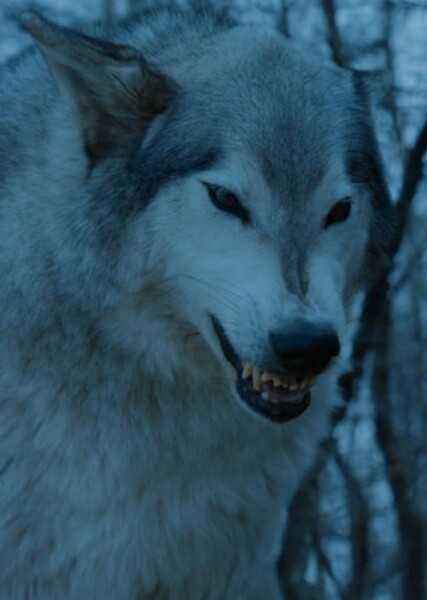 Nymeria (Game of Thrones) photo