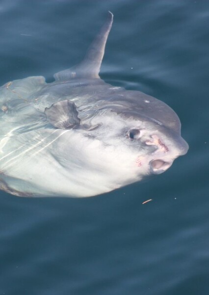 Ocean Sunfish