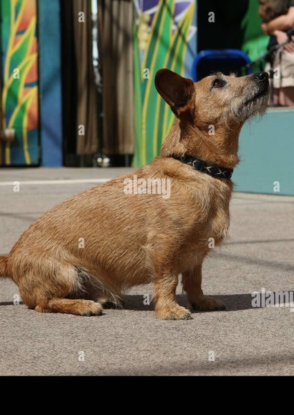 Odie (Garfield) photo