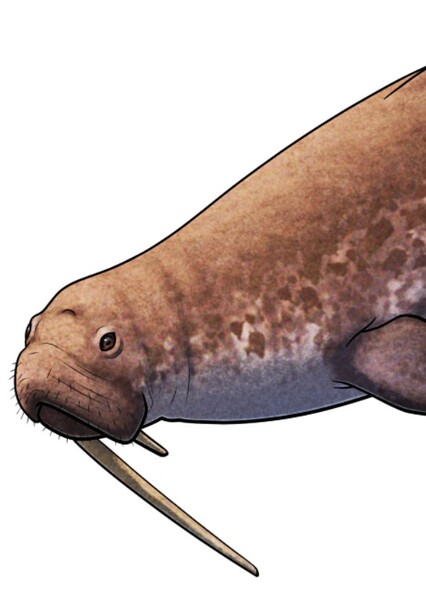 Odobenocetops