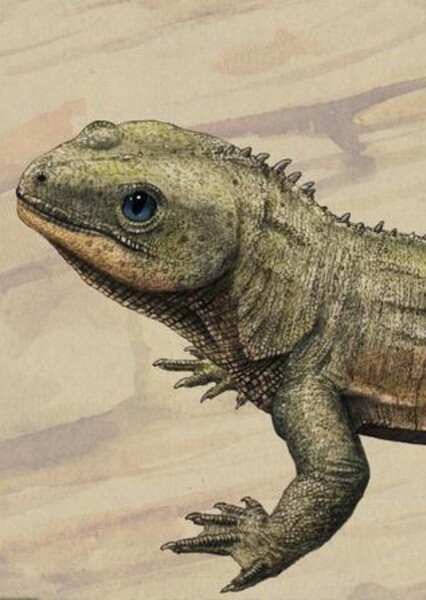 Oenosaurus