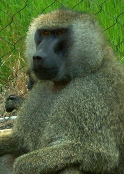 Olive Baboon