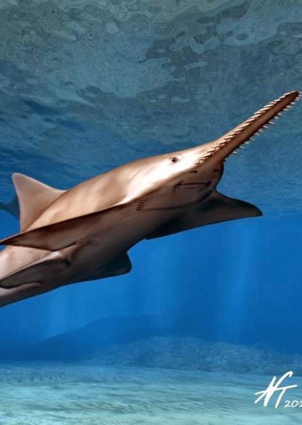 Onchopristis photo