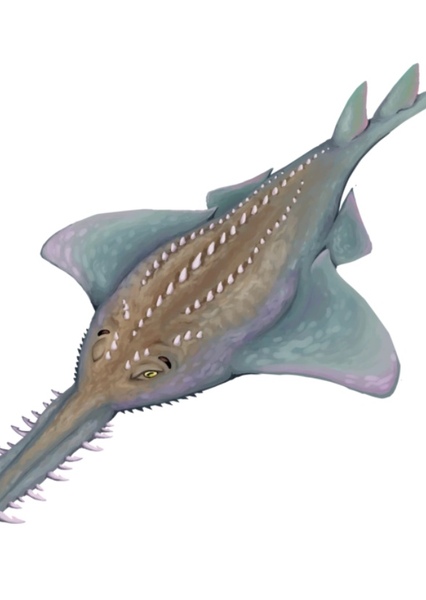 Onchopristis photo
