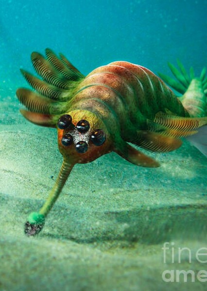 Opabinia photo