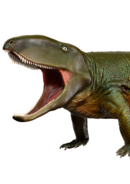 Ophiacodon
