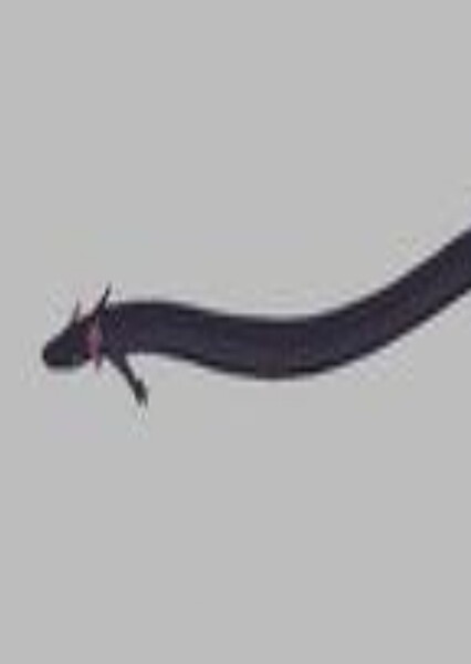 Opisthotriton