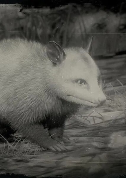 Opossum photo