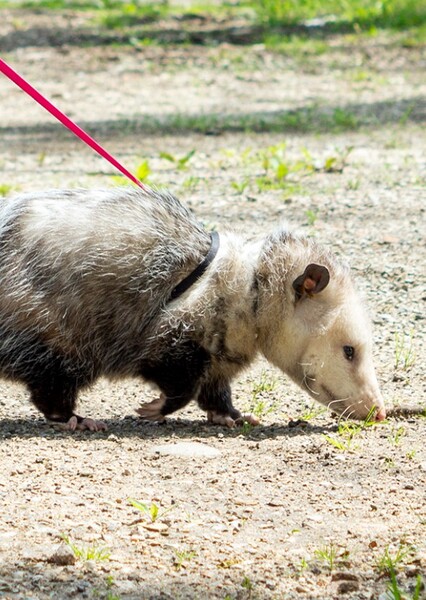 Opossum photo