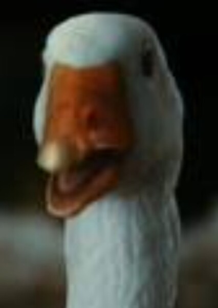 Gussy the Goose