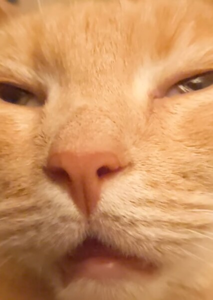 Orange Cat photo