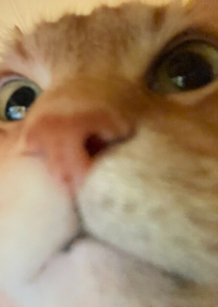 Orange Cat