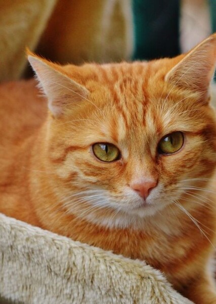 Orange Cat photo