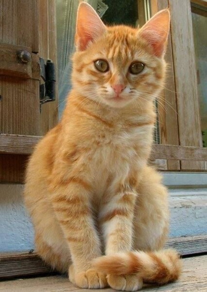 Orange Cat photo