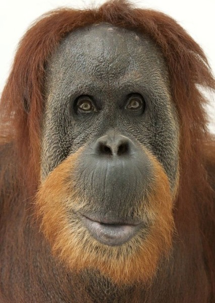 Orangutan photo