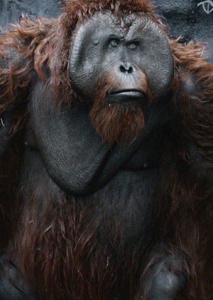 Orangutan photo