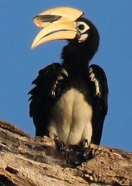 Oriental Pied Hornbill