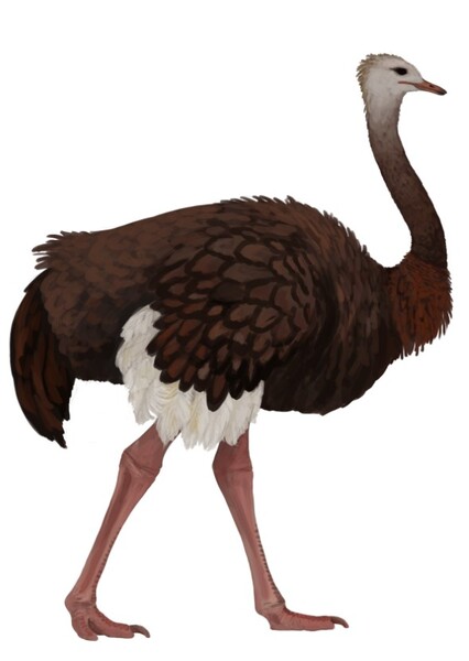 Orientornis