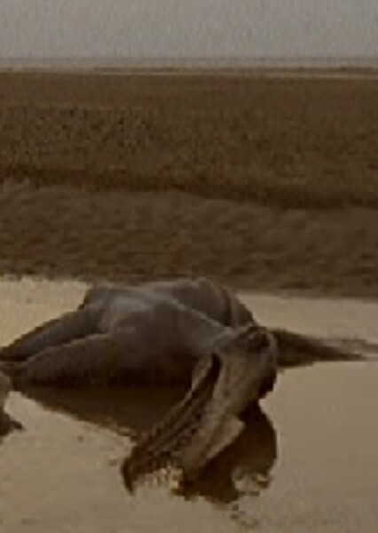 Ornithocheirus photo