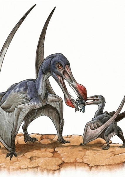 Ornithocheirus photo