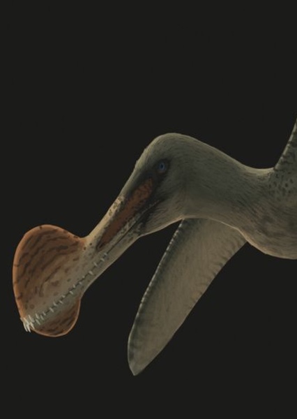 Ornithocheirus photo