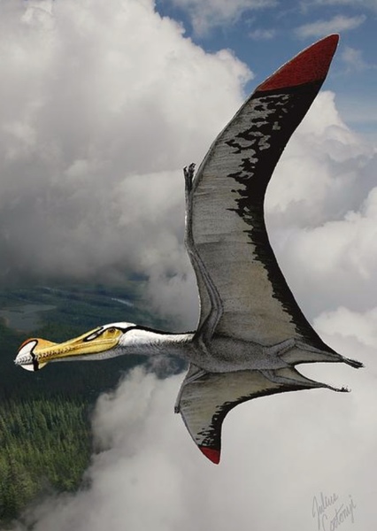 Ornithocheirus photo