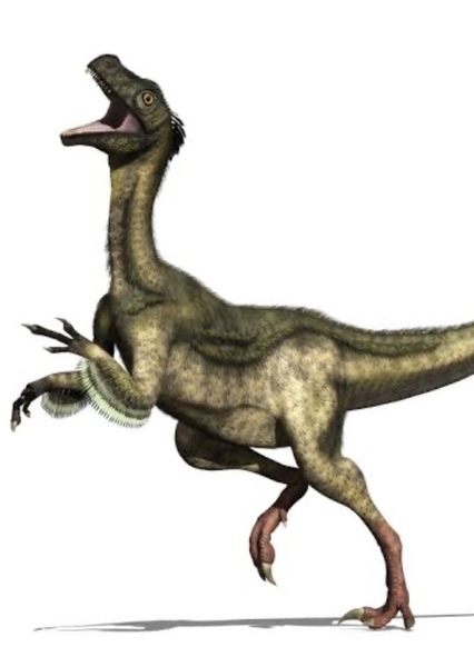 Ornitholestes photo