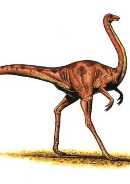 Ornithomimus photo