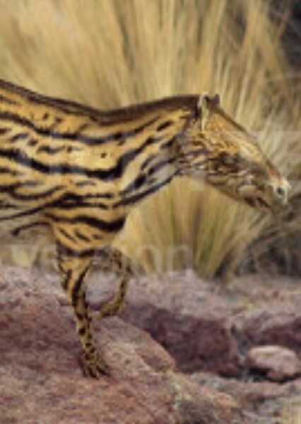Orohippus