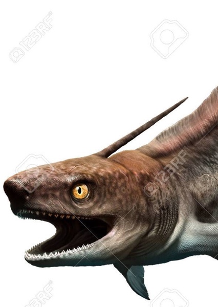 Orthacanthus photo