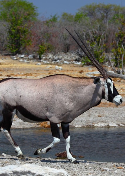 Oryx photo