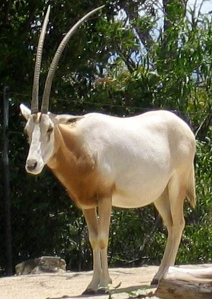 Oryx photo