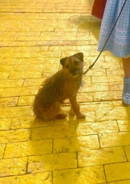 Oscar the Scottish Terrier
