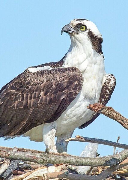 Osprey photo