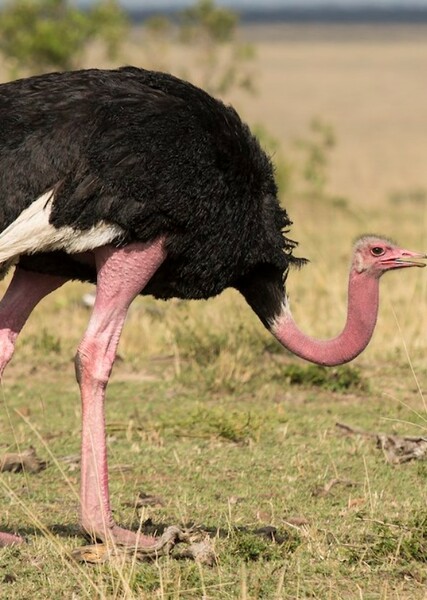 Ostrich photo