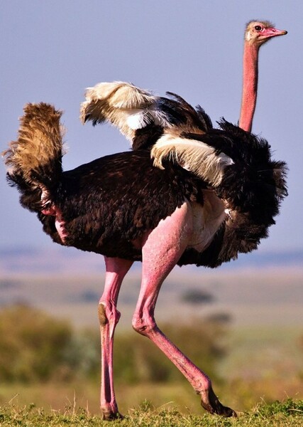 Ostrich photo