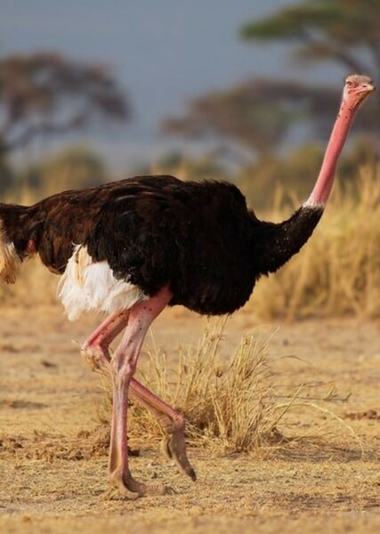 Ostrich photo