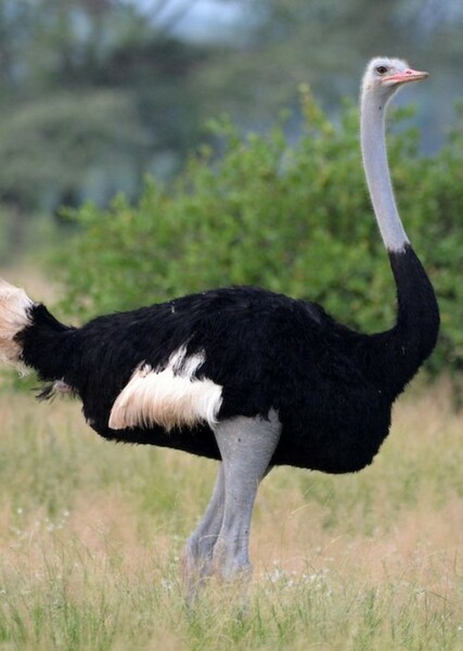 Ostrich photo
